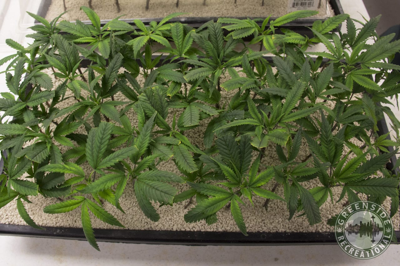 Harmony Farms Tour Check Out Our Visit to Harmony Farms in Lacey