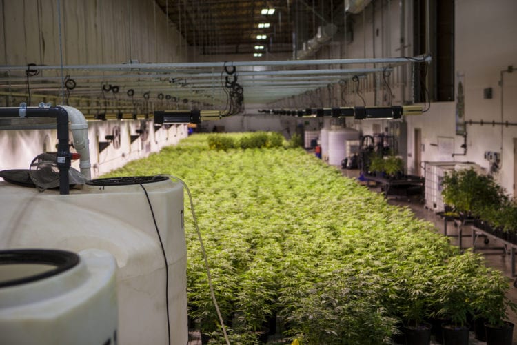 artizen facility tour greenside recreational hundreds cannabis plants
