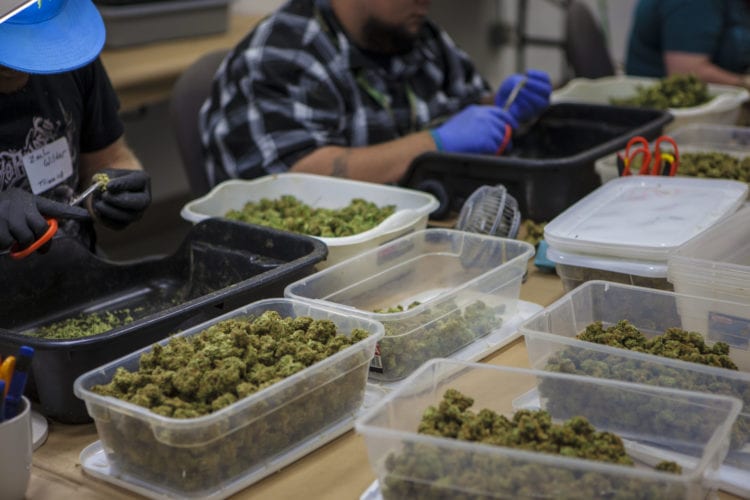 artizen facility tour greenside recreational cannabis bins packaging