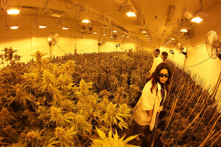 solstice facility tour greenside recreational seattle weed retailer