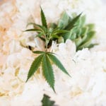 Seattle Wedding Show - Weed-y Wedding with Greenside Recreational