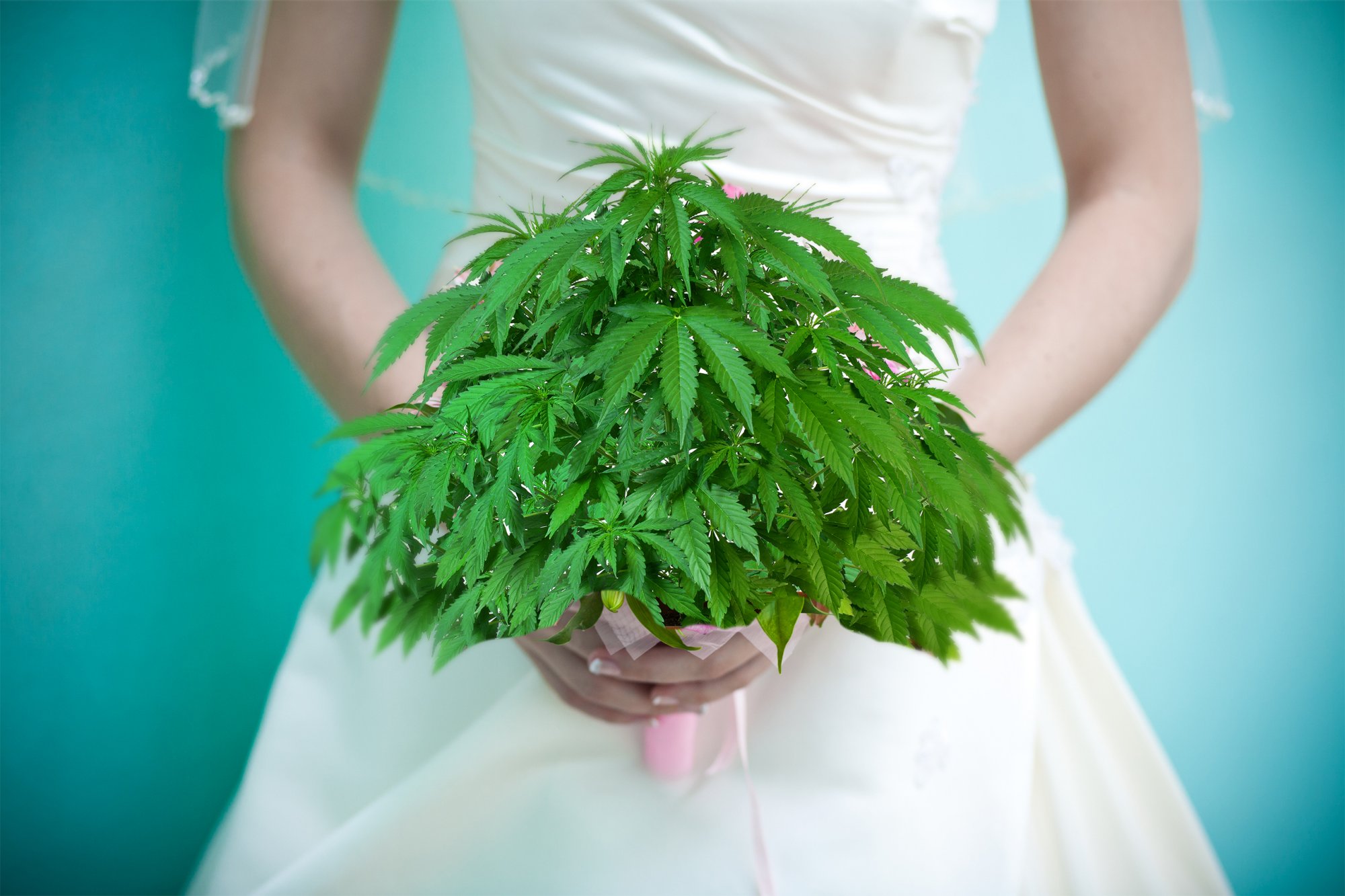 Weed-y Weddings On the Rise - Seattle Wedding Show | Greenside Rec