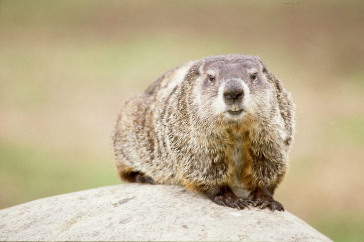 Groundhogs Day - Greenside Des Moines