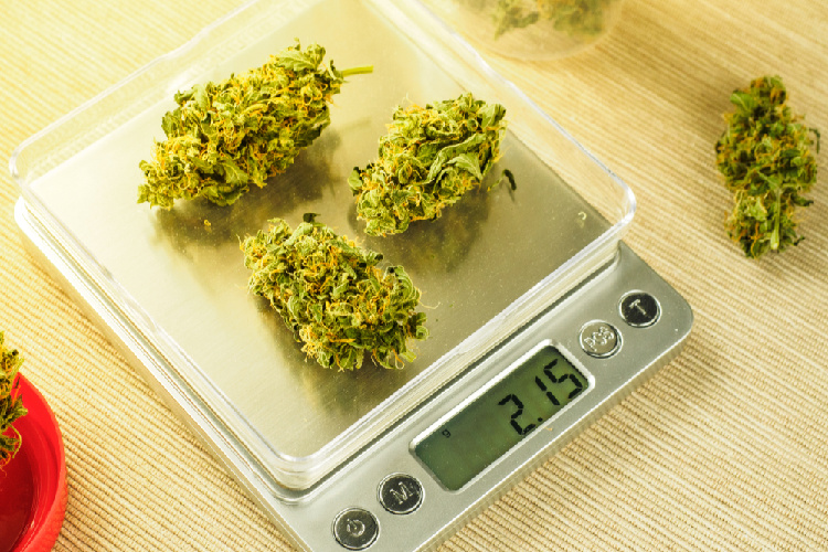 Cannabis dinner party weighing bud