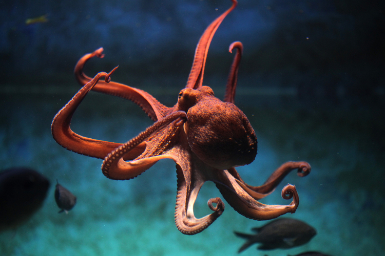 MaST octopus