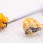 Types of Cannabis Concentrates