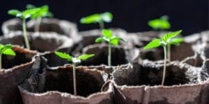 cannabis breeding