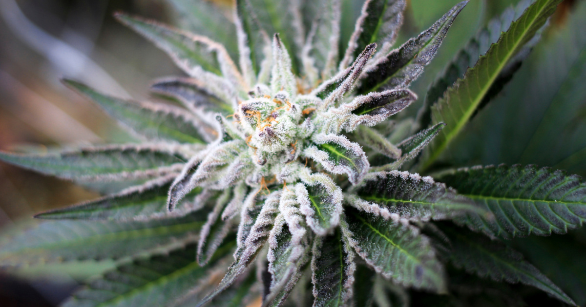 Purple Punch Strain Review