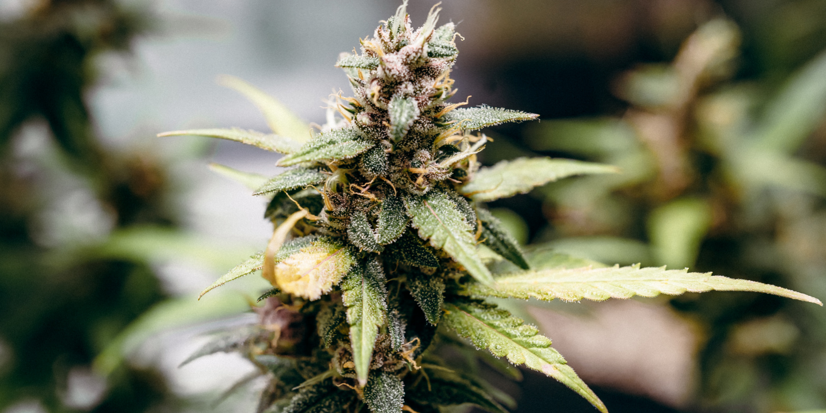 Wildberry Runtz by KF Organics is a premium hybrid strain with sweet berry candy notes, creamy gas, and a smooth, balanced high.