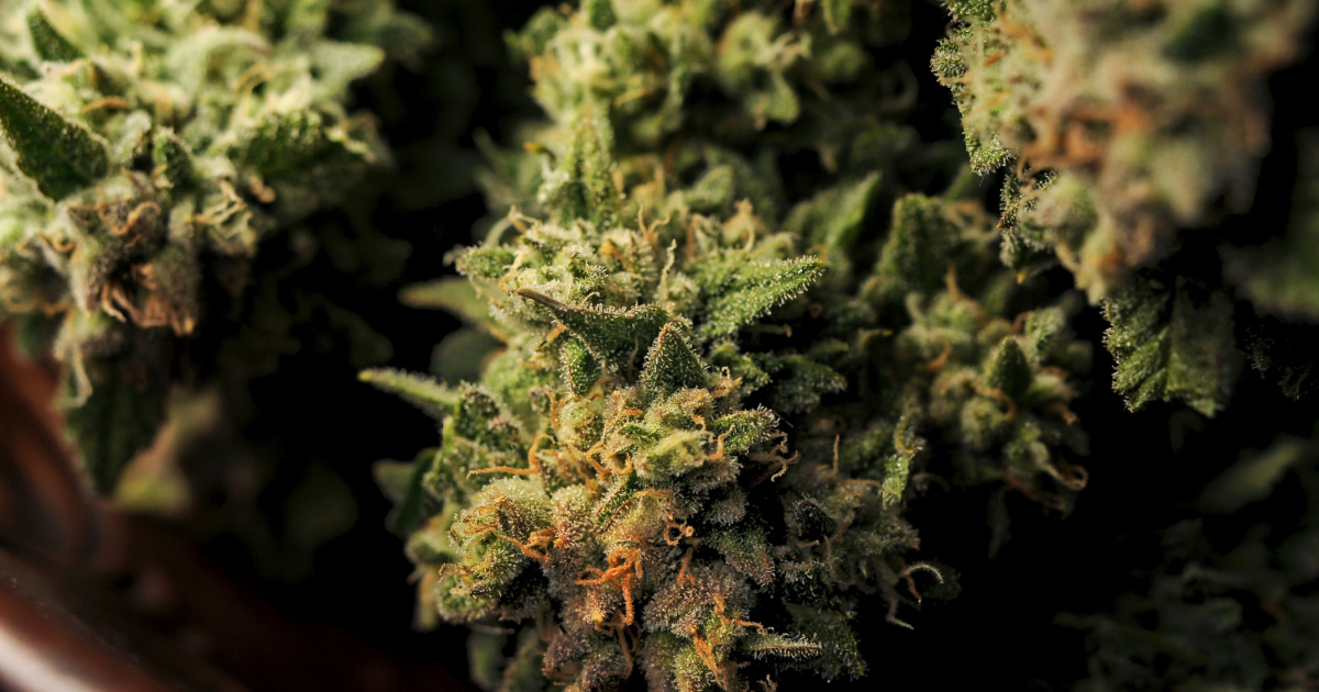 Greenside Rec Strain Spotlight Blue Magoo Strain Review