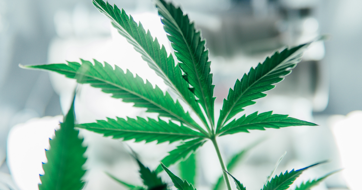 How to Lower Your Weed Tolerance Greenside Recreational